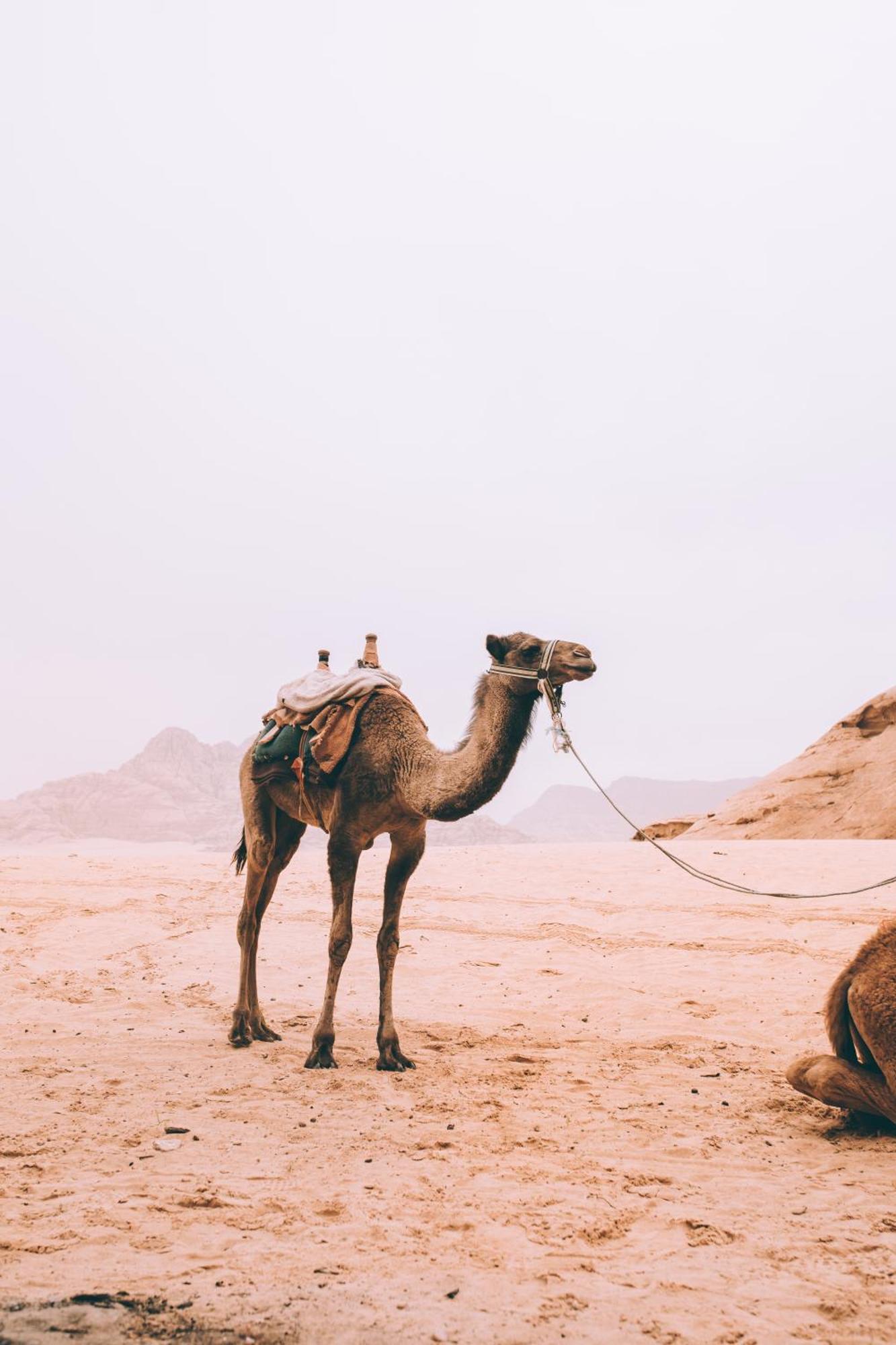 Khaled'S Camp Hotel Wadi Rum Bagian luar foto